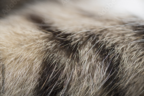Close up cat feathers