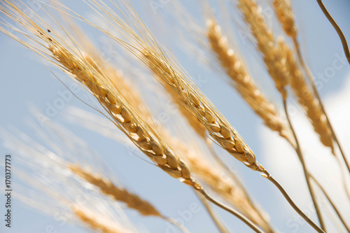 Wheat field 