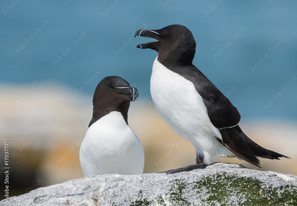 Obraz premium Razorbill