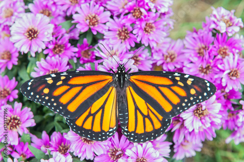Foto Monarch Butterfly with Spread Wings