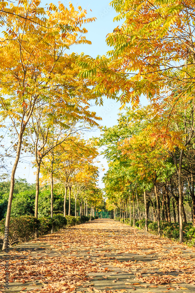 Fototapeta premium Beautiful autumn tree and road in the park