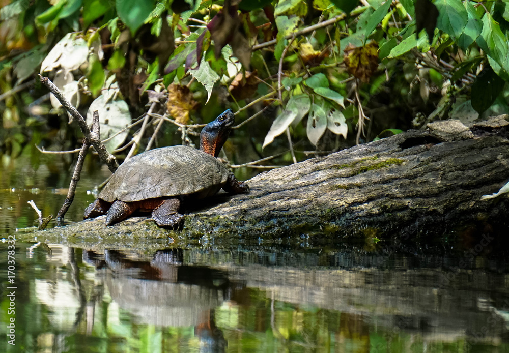 wood turtle pose