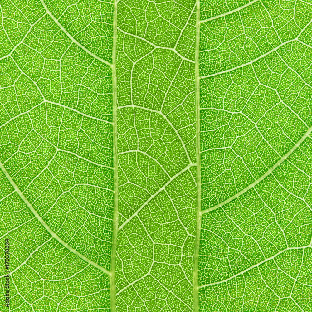 Fototapeta zielony liść tekstury dla wzoru i tła