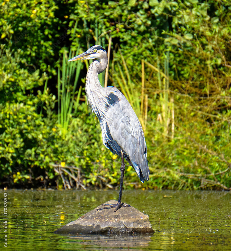 Fototapeta premium Strike a pose heron