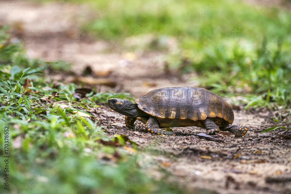 Jabuti-tinga (Chelonoidis denticulata) | Yellow-footed tortoise photographed in Linhares, Espírito Santo - Southeast of Brazil. Atlantic Forest Biome. Jabuti-tinga (Chelonoidis denticulata) | Yellow-footed tortoise photographed in Linhares, Espírito Santo - Southeast of Brazil. Atlantic Forest Biome.