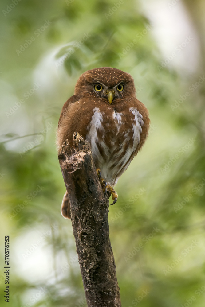 Caburé-miudinho (Glaucidium minutissimum) | Least Pygmy-Owl photographed in Linhares, Espírito Santo - Southeast of Brazil. Atlantic Forest Biome. Caburé-miudinho (Glaucidium minutissimum) | Least Pygmy-Owl photographed in Linhares, Espírito Santo - Southeast of Brazil. Atlantic Forest Biome.
