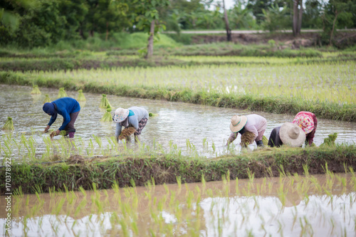 Canvas Print Farmers are farming in the season (May-July) Thailand.