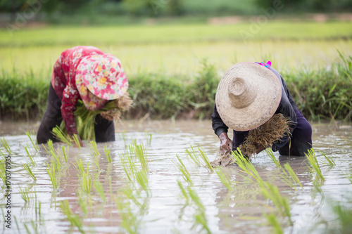 Cuadro en lienzo Farmers are farming in the season (May-July) Thailand.