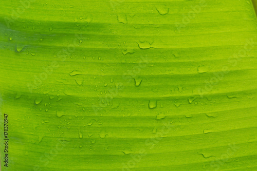 banana leaf / green leave