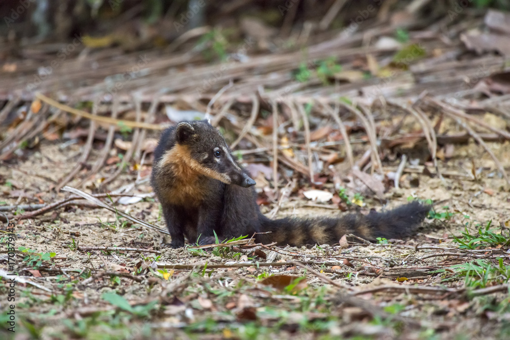 Quati-de-cauda-anelada (Nasua nasua) | South American coati, or ring-tailed coati photographed in Linhares, Espírito Santo - Southeast of Brazil. Atlantic Forest Biome. Quati-de-cauda-anelada (Nasua nasua) | South American coati, or ring-tailed coati photographed in Linhares, Espírito Santo - Southeast of Brazil. Atlantic Forest Biome.
