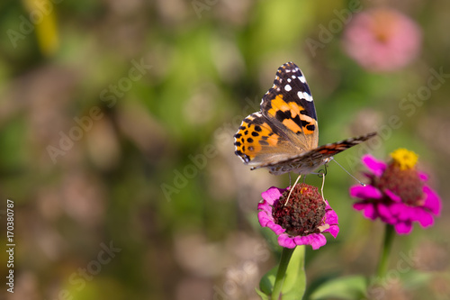 Butterfly on zinnia © Danelle
