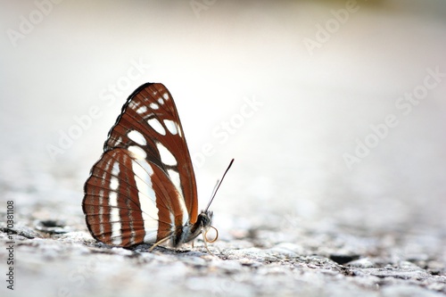 Butterfly from the Taiwan (Neptis soma tayalina Murayama) Butterfly in water photo