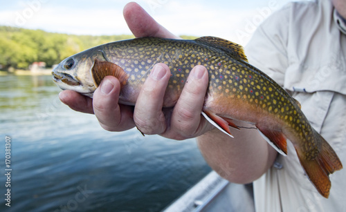 Brook Trout in Man's Hand