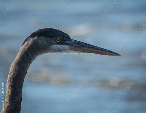 Blue Heron