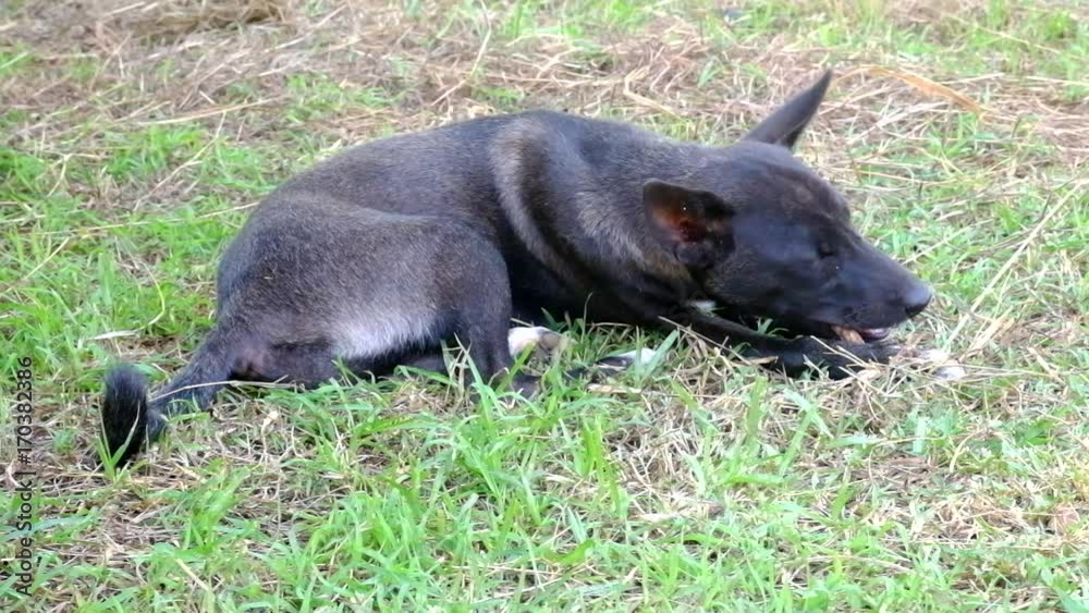 Pleased and happy dog eating meat on bone lying on green grass. Pleased and happy dog eating meat on bone lying on green grass.