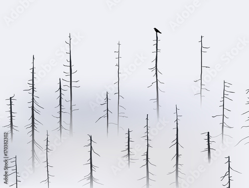 Crow holding at the top of tree in foggy forest