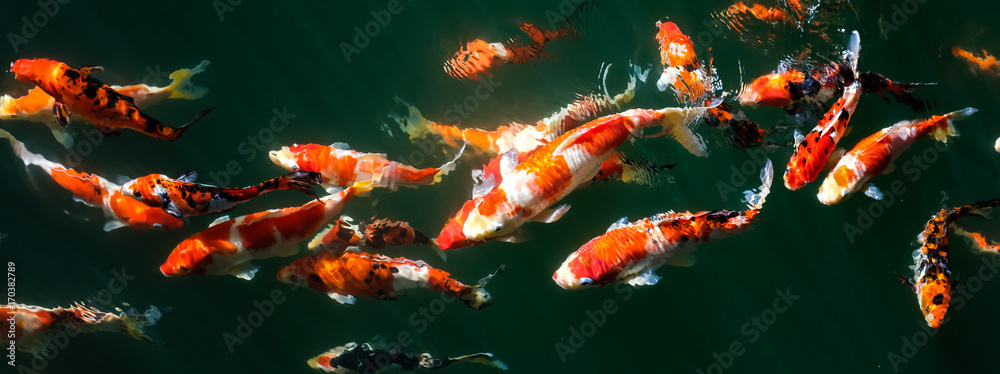 Obraz premium Japanese Fancy Koi Carp Fishes