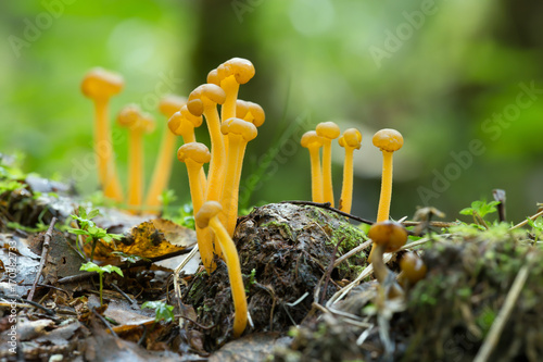 Jelly babies, Leotia lubrica growing in wet environment photo
