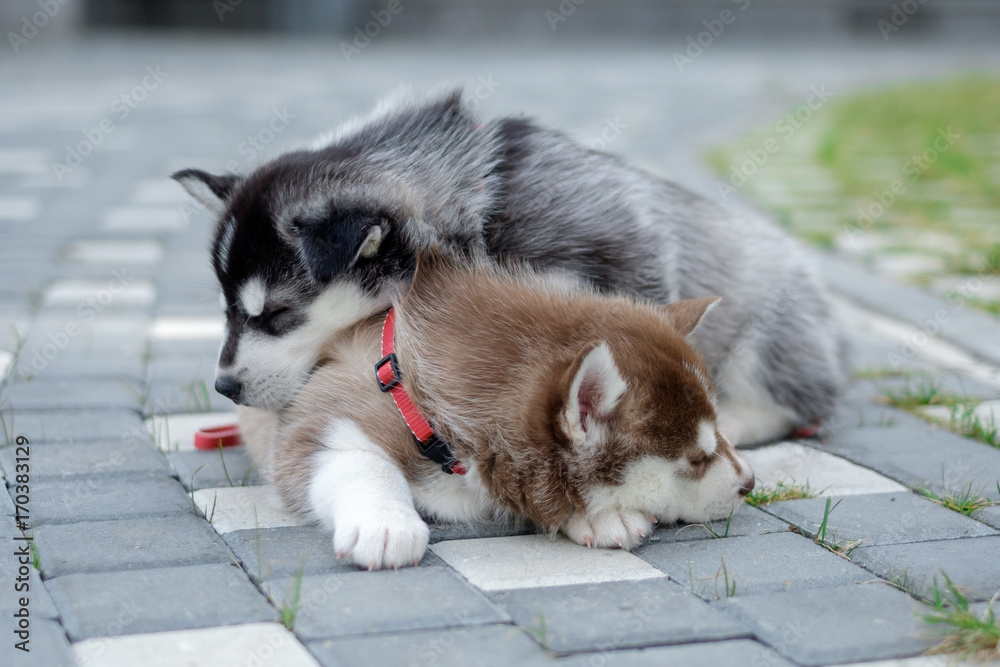 two puppies Husky. Litter dogs sleeping on the street two puppies Husky. Litter dogs sleeping on the street