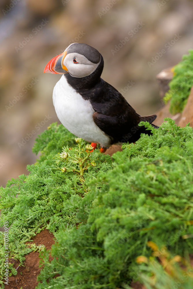 Puffin on the rocks at latrabjarg, Iceland Puffin on the rocks at latrabjarg, Iceland