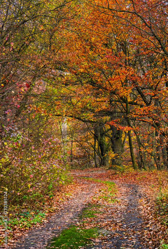 lovely autumnal scenery with dirt road in forest with reddish foliage lovely autumnal scenery with dirt road in forest with reddish foliage
