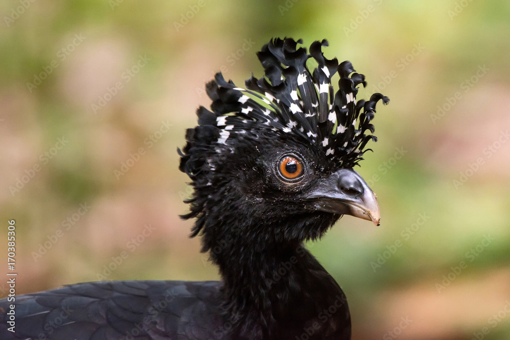 Mutum-de-bico-vermelho Fêmea (Crax blumenbachii) | Red-billed Curassow Female photographed at the Cupido e Refúgio Farm in Linhares, Espírito Santo - Southeast of Brazil. Atlantic Forest Biome. Mutum-de-bico-vermelho Fêmea (Crax blumenbachii) | Red-billed Curassow Female photographed at the Cupido e Refúgio Farm in Linhares, Espírito Santo - Southeast of Brazil. Atlantic Forest Biome.