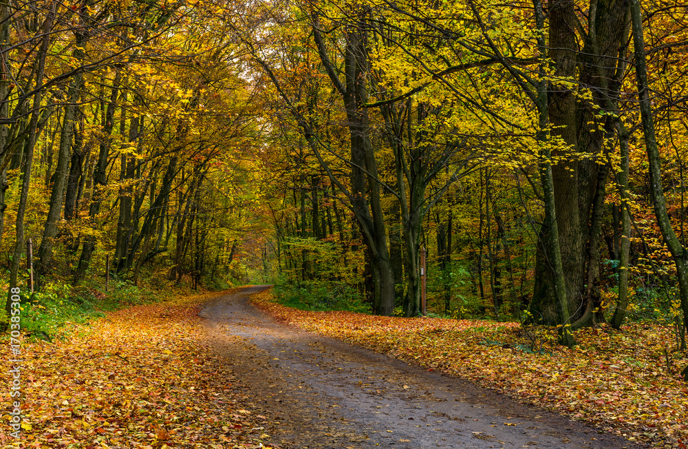 lovely autumnal scenery with asphalt road through forest in yellow foliage