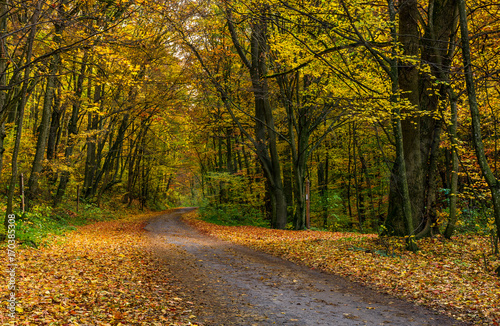 lovely autumnal scenery with asphalt road through forest in yellow foliage © Pellinni