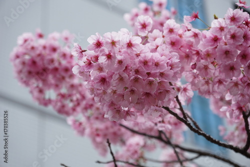 オフィス街の桜