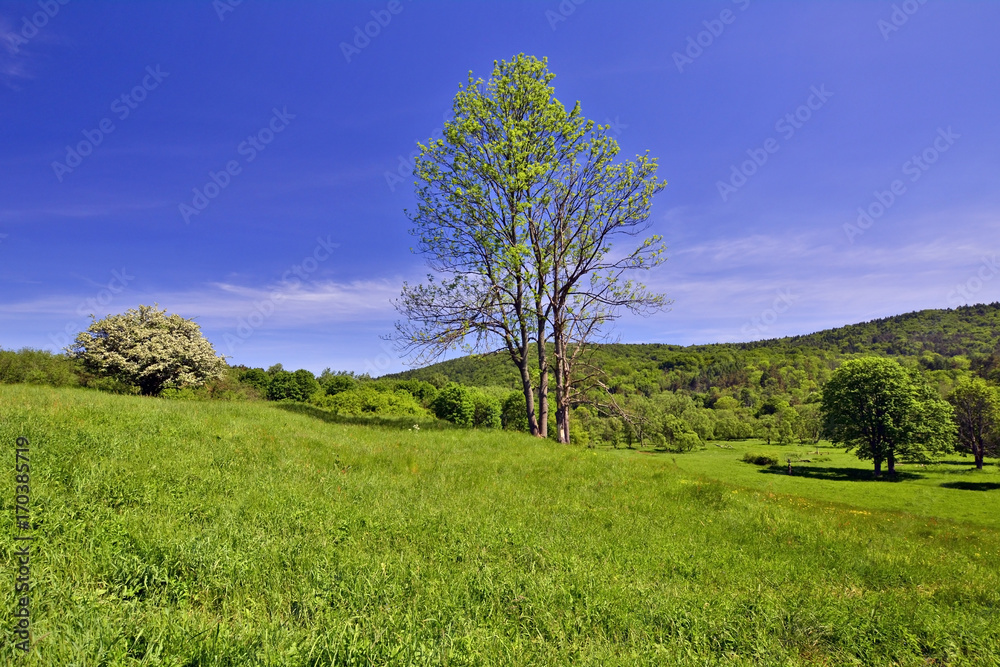 Beskid Niski at spring sunny day, Poland Beskid Niski at spring sunny day, Poland