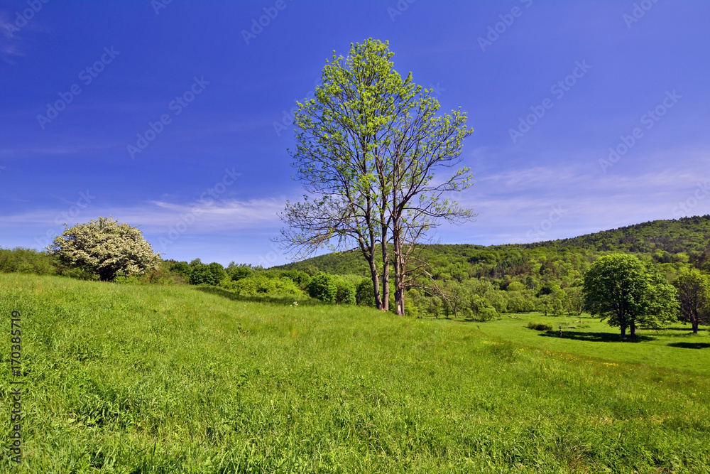 Beskid Niski at spring sunny day, Poland