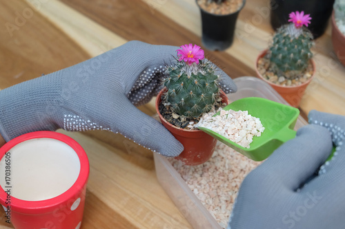 Hand is scooping small stones.Cactus pot decoration