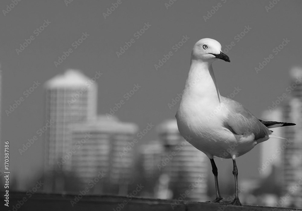 Obraz premium Seagull