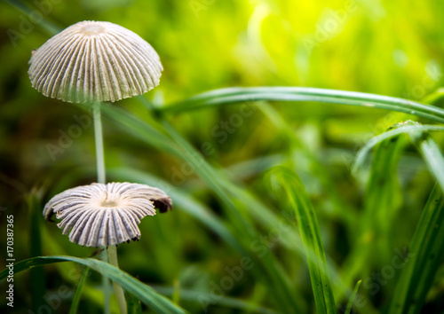 The fragile white mushroom Grows on green pasture