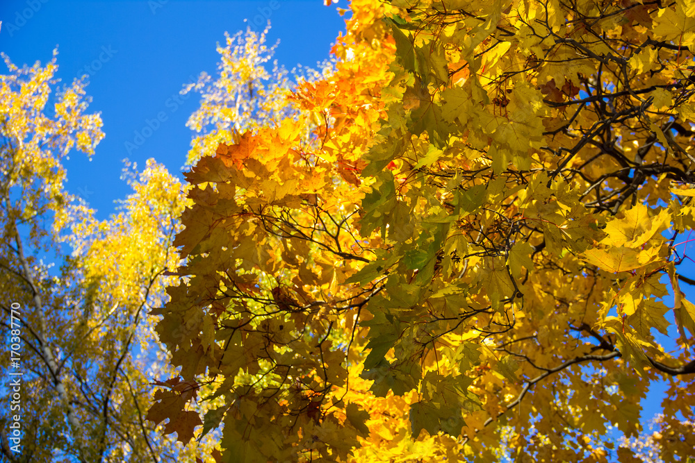 Nature landscape - autumn park in with golden autumn trees in sunny weather, picturesque autumn landscape of park trees under sunny evening light. Bright nature with autumn trees. Copy space Nature landscape - autumn park in with golden autumn trees in sunny weather, picturesque autumn landscape of park trees under sunny evening light. Bright nature with autumn trees. Copy space