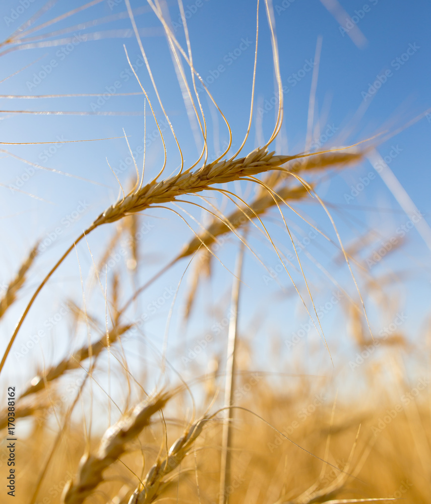 Yellow ears of wheat against the blue sky Yellow ears of wheat against the blue sky
