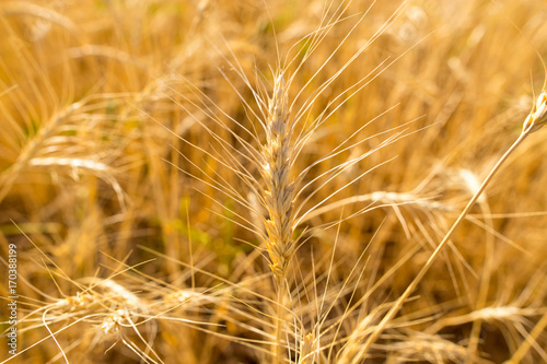 Yellow ears of wheat in a field in nature