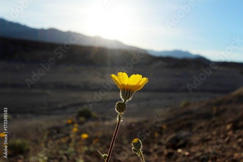 Fototapeta Naklejka Na Ścianę i Meble -  Desert gold sunflower (Geraea canescens) at sunrise, Death Valley National Park, California, USA