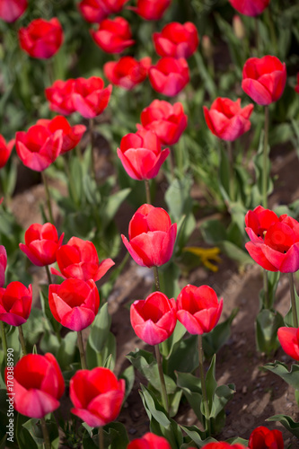 Beautiful red tulips in nature © schankz