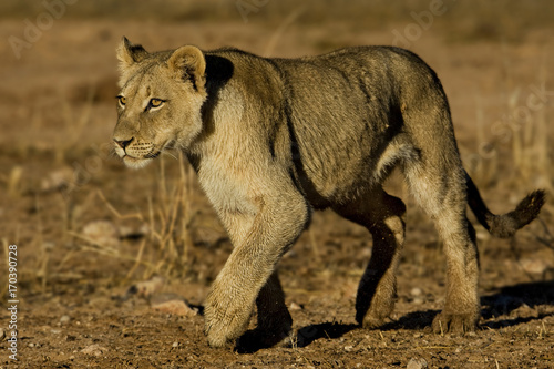 Lion Cub Walk