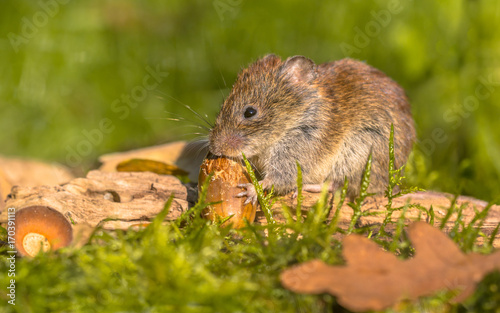 Bank vole eating acorn