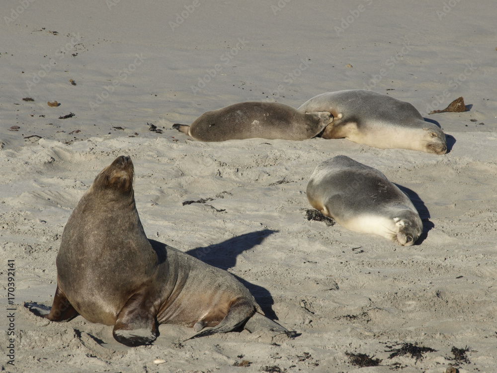Fototapeta premium sea lion beach and sun