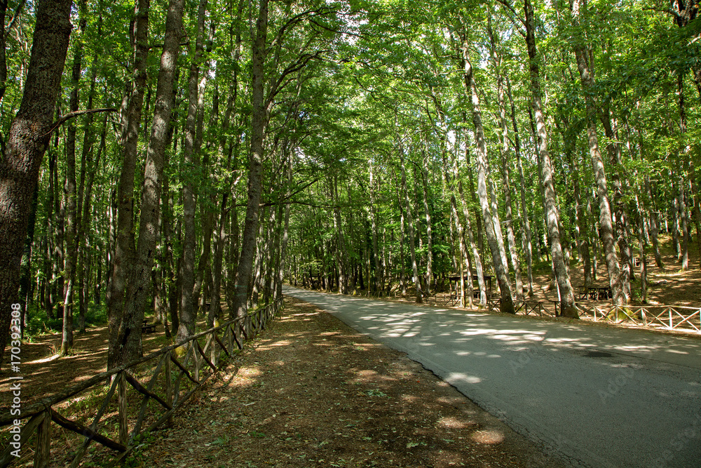 Fototapeta premium Bosco di Montemarano