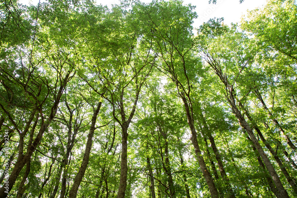 Fototapeta premium Bosco di Montemarano