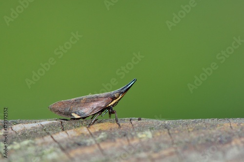 The close-up of Elephant a foam cicadas (Philagra sp) 
