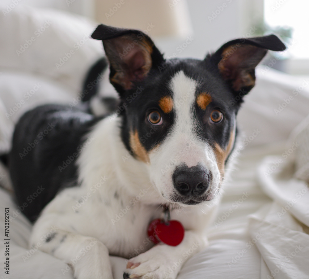 Brown Eyed Border Collie