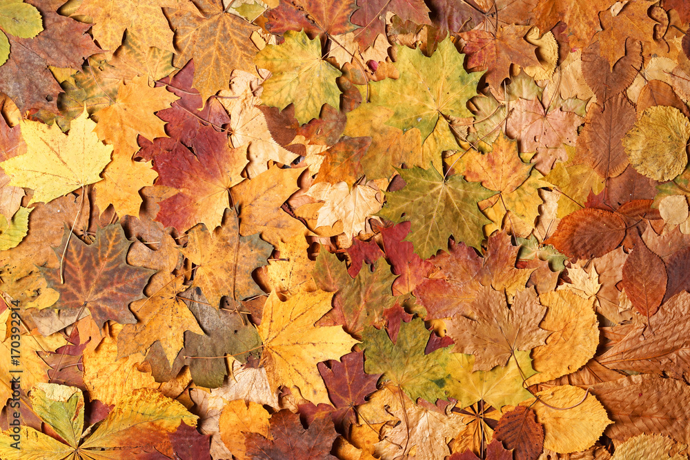 Fototapeta premium Autumn leaves in forest. Seasonal background.