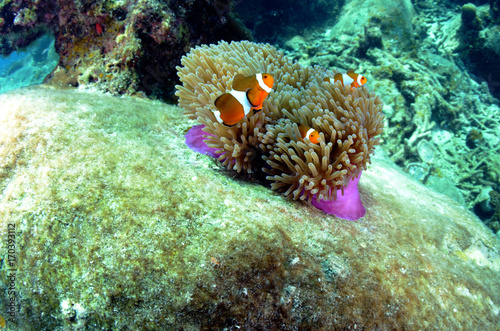 Fototapeta Naklejka Na Ścianę i Meble -  Clownfish found in coral reef area at Redang island, Malaysia