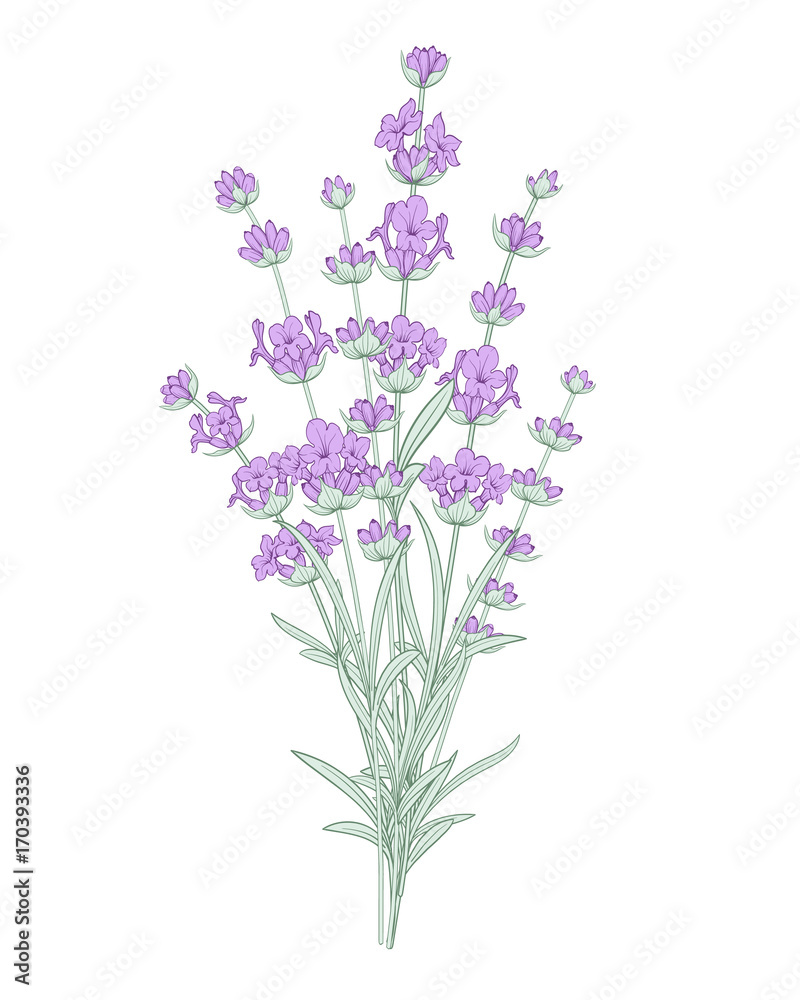 Lavender flowers in closeup. Bunch of lavender flowers isolated over white background.