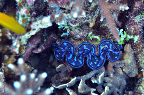 giant clam found in coral reef area at Redang island, Malaysia